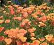 Poppies, California,