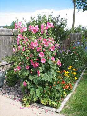 Pink Hollyhocks