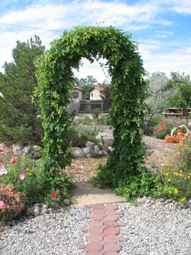 Hops on Arch Trellis