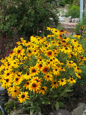 Gloriosa Daisies