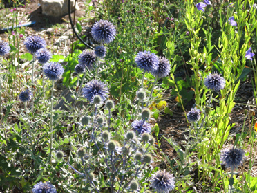 Globe Thistle and Sea Holly