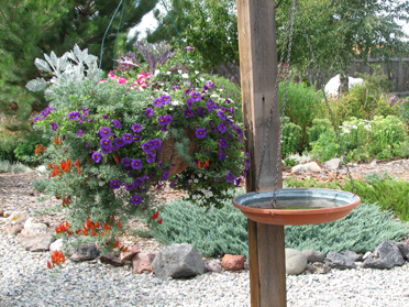 Hanging basket and bird bath