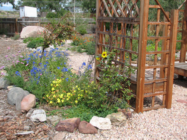 Larkspur and Primose Relative by Trellis Bench