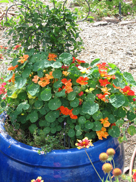 Nasturtiums and Fall Clematis