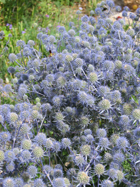 Mass of Sea Holly