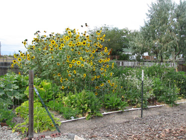 Vegie & Sunflower Garden