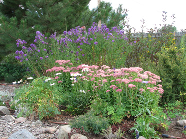 Tall Fall Asters and Autumn Joy