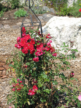 Cold Hardy Red Rose