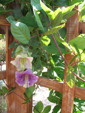 Vine Campanula