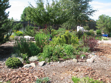 Shrubs & Trees Between Bloom Times