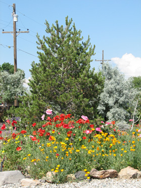 Annual Poppies