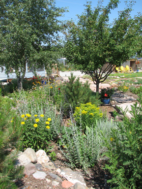 Russian Sage, Golden Rod, and a yellow composite