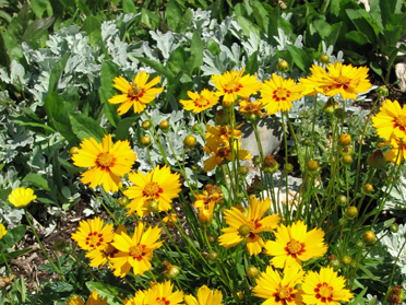 Perennial Coreopsis