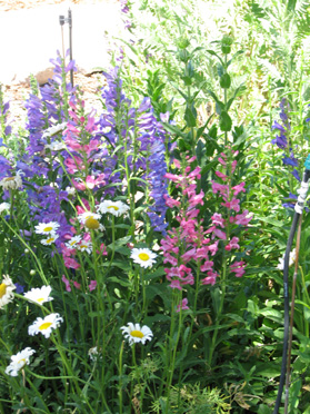 Penstemons