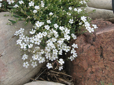 Creeping Phlox