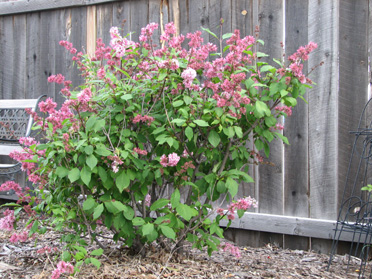 Pink Lilac