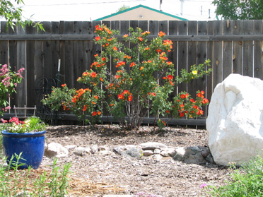 Wild Red Shrub Rose