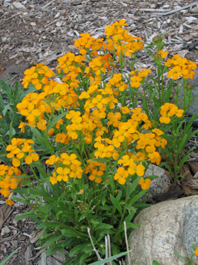 American Wall Flower