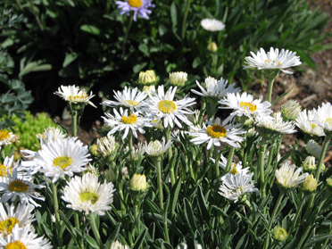 Low Alpine Asters