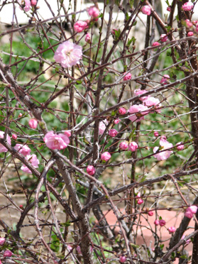 China Tea Rose