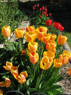 Tulips