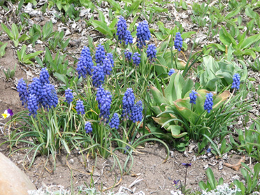 Grape Hyacinths