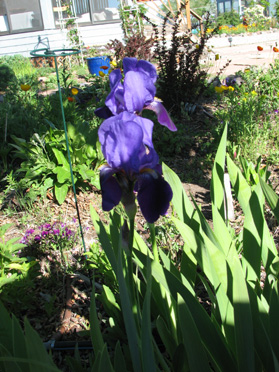 Iris