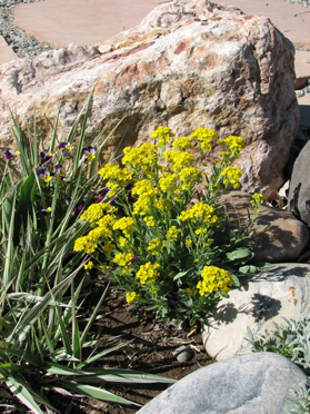 Gold Dust Alyssum