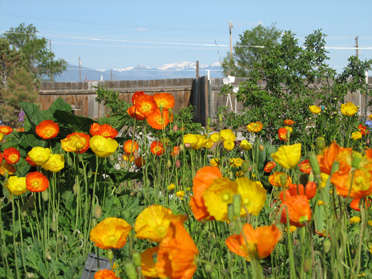 Icelandic Poppies