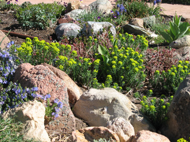 Front Rock Garden