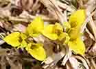 Yellow Iris Danfordiae
