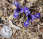 Purple Iris Reticulata