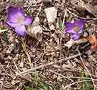 Crocus