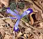Purple-tipped Iris