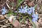 Chionodoxa