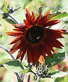 Black-eyed Susan