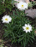 shasta daisies