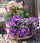 Petunias, Snapdragons, Geranium