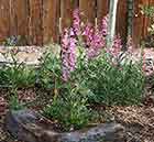 Pink Penstemon