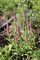 Spicata Fox Veronica