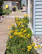 Gloriosa Daisies