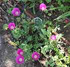 Wine Cups or Purple Poppy Mallow