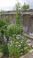 Canterbury Bells, Fleabane, Lady's Bells