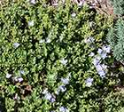 Creeping Veronica