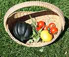 Acorn Squash, Tarragon, Basil, Sage, Tomatoes, Winter Squash