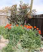 Oriental Poppies & Yellow Roses