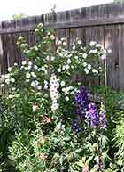 Snowball Shrub, Columbine, Delphinium