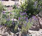 Annual Larkspur