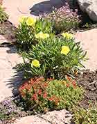 Missouri Primrose & Ground Covers