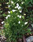 White Bells of Scotland